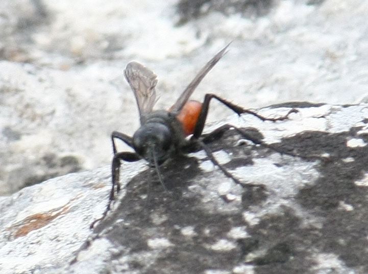 Sphecidae